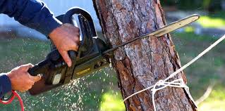 Why Choose Our Tree Removal Services in Vista Center, NJ?