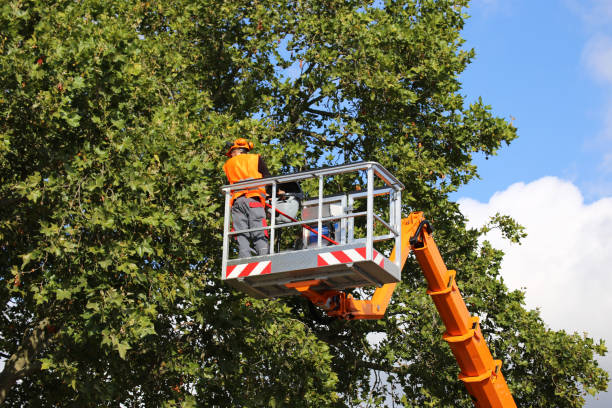 Best Storm Damage Tree Cleanup  in Vista Center, NJ