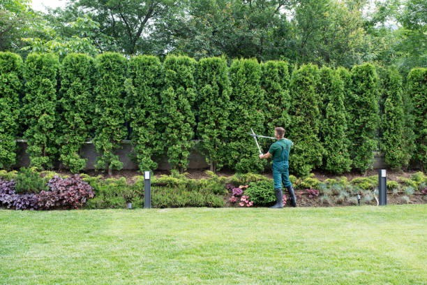 Best Arborist Consultation Services  in Vista Center, NJ