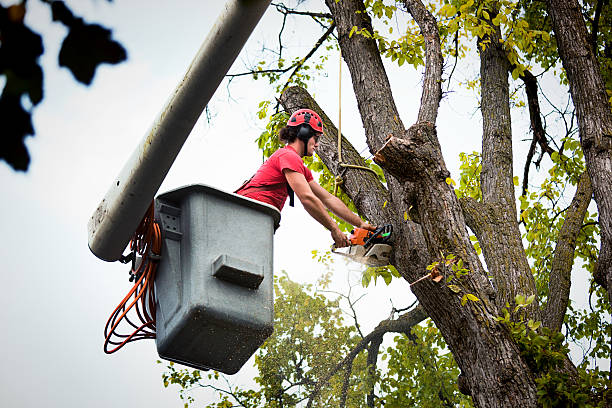 Best Tree Trimming and Pruning  in Vista Center, NJ