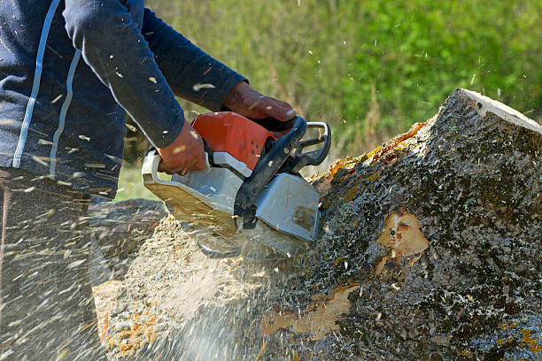 Vista Center, NJ  Tree Services Company